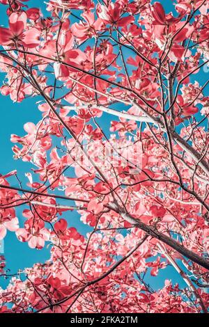 En regardant vers le haut à travers un arbre en bois de chien en fleur rose jusqu'à la ciel bleu de printemps Banque D'Images