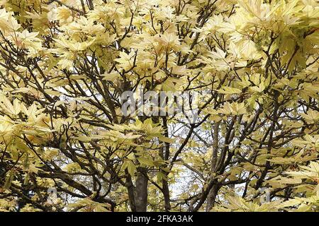 Acer palmatum ‘Shigitatsu sawa’ Japanese Maple Shigitatsu sawa – Ghostlike transparent pâle green profondément veined Leaves, avril, Angleterre, Royaume-Uni Banque D'Images