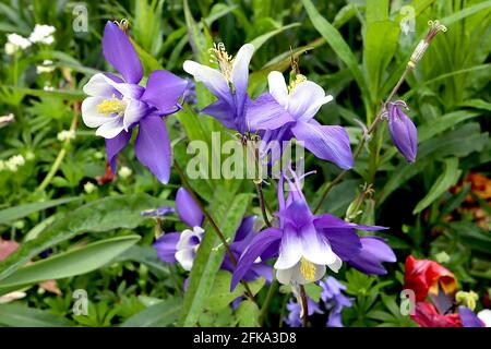 Aquilegia vulgaris ‘Winky Blue and White’ Columbine ou Granny’s bonnet Winky Blue and White – fleurs violettes aux branches courbes, avril, Angleterre, Royaume-Uni Banque D'Images