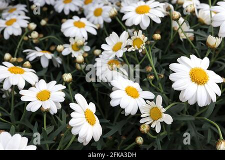 Argyranthemum frutescens ‘Pure White Butterfly’ Marguerite Daisy – fleurs blanches de type Marguerite au centre jaune, avril, Angleterre, Royaume-Uni Banque D'Images