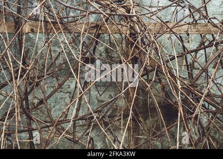 Texture d'arrière-plan. Vigne sèche sur un mur en béton gris vieilli, espace de copie Banque D'Images