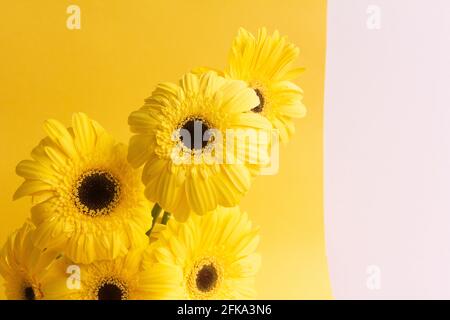 Gerbera jaune bouquet de fleurs sur fond jaune Banque D'Images