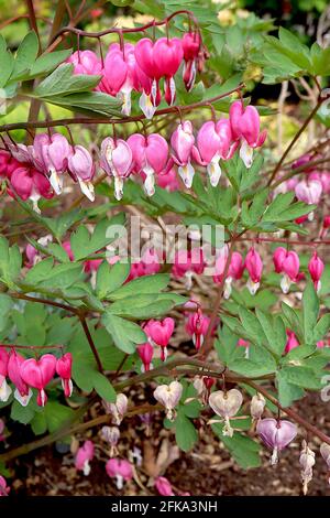 Lamprocapnos spectabilis Dicentra spectabilis – fleurs roses en forme de coeur avec des gouttelettes blanches, avril, Angleterre, Royaume-Uni Banque D'Images