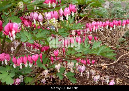 Lamprocapnos spectabilis Dicentra spectabilis – fleurs roses en forme de coeur avec des gouttelettes blanches, avril, Angleterre, Royaume-Uni Banque D'Images