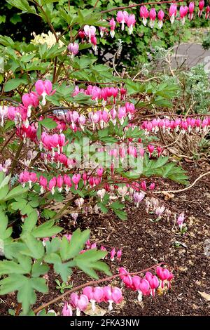 Lamprocapnos spectabilis Dicentra spectabilis – fleurs roses en forme de coeur avec des gouttelettes blanches, avril, Angleterre, Royaume-Uni Banque D'Images