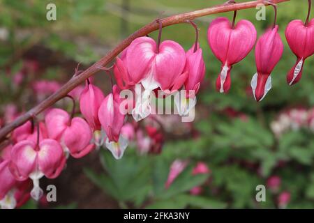 Lamprocapnos spectabilis Dicentra spectabilis – fleurs roses en forme de coeur avec des gouttelettes blanches, avril, Angleterre, Royaume-Uni Banque D'Images