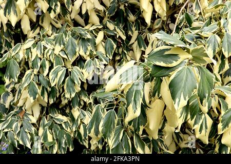 Hedera colchica dentata «Variegata» Ivy dentata variegata – cascades de grandes feuilles variegates ovées, avril, Angleterre, Royaume-Uni Banque D'Images