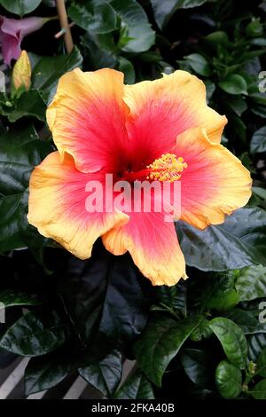 Hibiscus rosa sinensis grandes fleurs rouges en forme de trompette avec bordure jaune large, avril, Angleterre, Royaume-Uni Banque D'Images