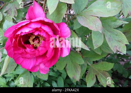 Paeonia x suffruticosa Shimadaijin arbre pivoine Shimadaijin – fleurs roses profondes et feuilles vertes fraîches ailées de rouge, avril, Angleterre, Royaume-Uni Banque D'Images