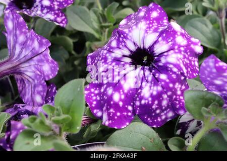 Pétunia ‘Night Sky’ des fleurs violettes tachetées en blanc comme une constellation, avril, Angleterre, Royaume-Uni Banque D'Images