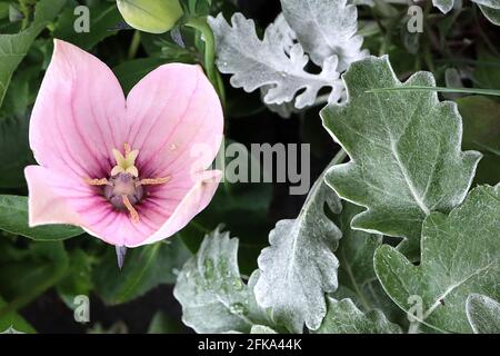 Platycodon grandiflorus ‘Astra Pink’ Chinese Balloon flower Astra Pink – pastel rose cloches fleurs avec des nervures roses foncé, avril, Angleterre, Royaume-Uni Banque D'Images