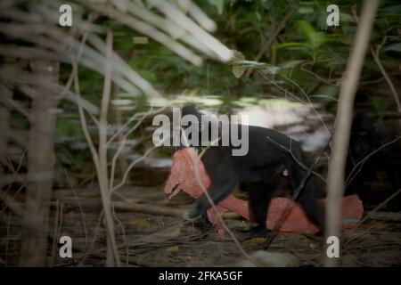 Un macaque à crête de Sulawesi (Macaca nigra) joue avec les déchets de plastique car il est en train de se forer près d'une plage, où l'on trouve une décharge de déchets de plastique, à TWA Batuputih (parc naturel de Batuputih) près de la réserve naturelle de Tangkoko dans le nord de Sulawesi, en Indonésie. "Les activités humaines non durables sont maintenant la force majeure qui conduit les espèces de primates à l'extinction", selon une équipe de scientifiques dirigée par Alejandro Estrada (Institut de biologie, Université nationale autonome du Mexique) dans leur document publié en 2017 sur ScienceAdvenances. Banque D'Images