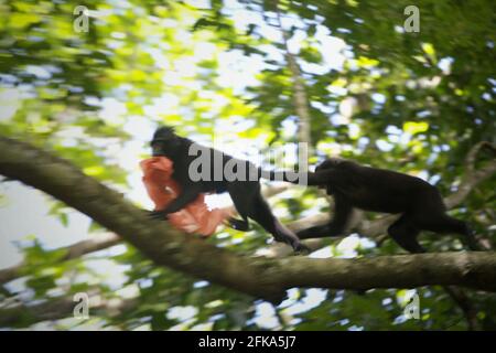 Un macaque à crête de Sulawesi (Macaca nigra) joue avec les déchets de plastique car il est en train de se forer près d'une plage, où l'on trouve une décharge de déchets de plastique, à TWA Batuputih (parc naturel de Batuputih) près de la réserve naturelle de Tangkoko dans le nord de Sulawesi, en Indonésie. "Les activités humaines non durables sont maintenant la force majeure qui conduit les espèces de primates à l'extinction", selon une équipe de scientifiques dirigée par Alejandro Estrada (Institut de biologie, Université nationale autonome du Mexique) dans leur document publié en 2017 sur ScienceAdvenances. Banque D'Images