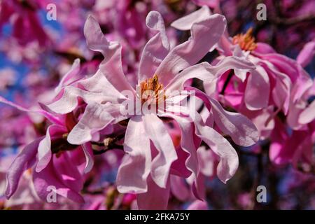 Fleur d'un Leonard Messel Magnolia de couleur rose printemps Banque D'Images