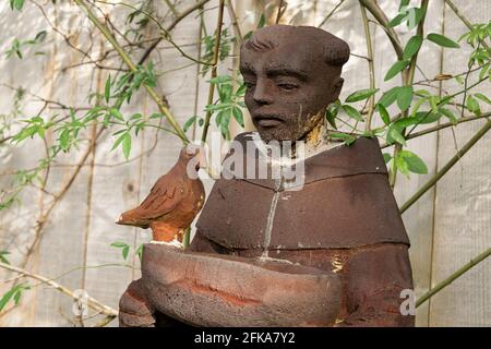 Une statue de bain d'oiseaux de jardin de Saint François d'Asissi à côté des vignes et une clôture en bois. Banque D'Images