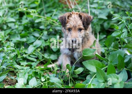 chiot de race mixte de 8 semaines, assis dans les plantes du jardin. Banque D'Images