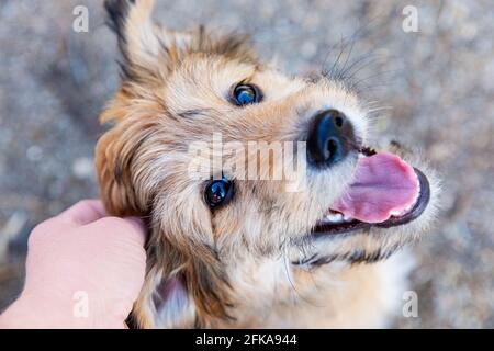 Chien mixte de race de chien obtenir une égratignure d'oreille, 9 semaines, regardant l'appareil photo. Banque D'Images