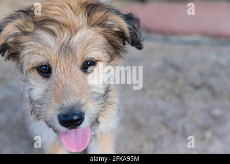 Chiot coolé de race mixte mignon Banque D'Images