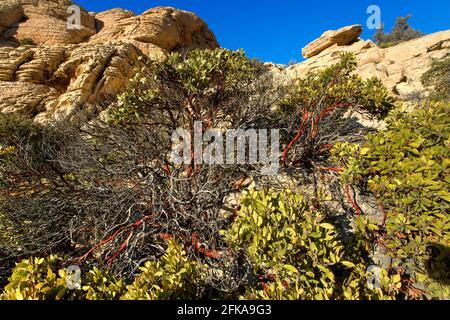 Calico Tanks Trail, zone de conservation nationale de Red Rock Canyon, Nevada Banque D'Images