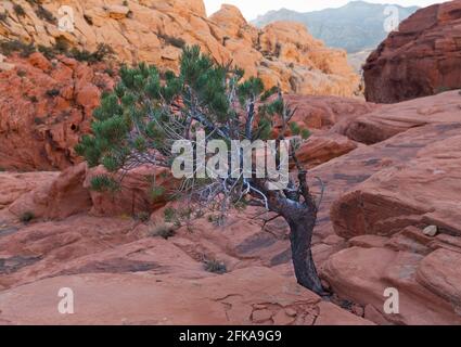 Calico Tanks Trail, zone de conservation nationale de Red Rock Canyon, Nevada Banque D'Images