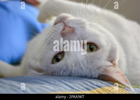 Chat blanc domestique avec les yeux verts couchés à l'envers courtepointe colorée Banque D'Images