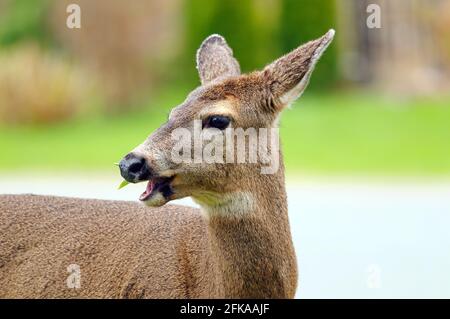 Un cerf de Virginie de Colombie (Odocoileus hemionus columbianus) en gros plan mâchant une feuille avec des oreilles dos. Banque D'Images