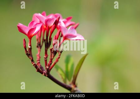 Frangipani rouge (jasmin indien de l'Ouest) Banque D'Images