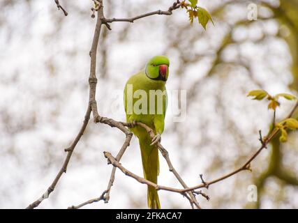 Londres, Royaume-Uni. 29 avril 2021. Un paraquet à col en anneau est situé sur une branche d'arbres dans le parc St James's, dans le centre de Londres. Également connu sous le nom de perruques à anneaux roses, les oiseaux ne sont pas indigènes au Royaume-Uni, mais sont abondants dans tout le pays en raison d'un groupe qui s'est échappé, ou a été libéré, de la captivité il y a environ 50 ans. (Photo de Vuk Valcic/SOPA Images/Sipa USA) crédit: SIPA USA/Alay Live News Banque D'Images