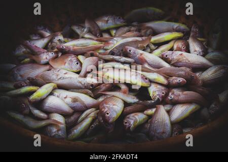 Collection de vivaneaux rouges du nord conservés dans un conteneur de poissons pour vente aux enchères. Banque D'Images