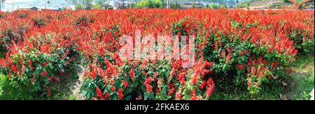 Scramoisi champ de fleurs dans un petit jardin. C'est une fleur qui ressemble à un pétards rouges utilisés pour décorer les parcs, les jardins, les chemins dans les maisons de campagne Banque D'Images