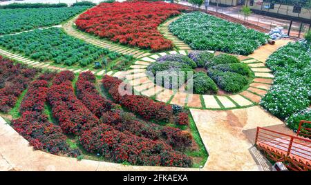 Jardin fleuri vu d'en haut avec de nombreuses fleurs de lavande pourpres, Sage Scarlet, chrysanthème dans la zone d'éco-tourisme attire des visiteurs près de Da Lat, Banque D'Images