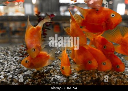 un troupeau de poissons rouges nous observant de l'aquarium. École de poisson orange Banque D'Images