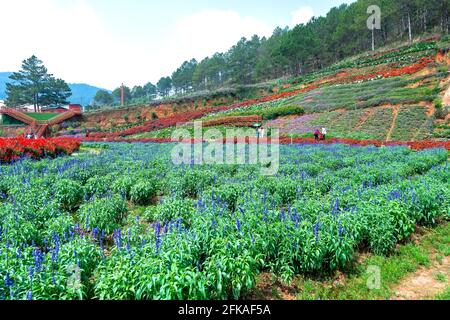 Jardin fleuri vu d'en haut avec de nombreuses fleurs de lavande pourpres, Sage Scarlet, chrysanthème dans la zone d'éco-tourisme attire des visiteurs près de Da Lat, Banque D'Images