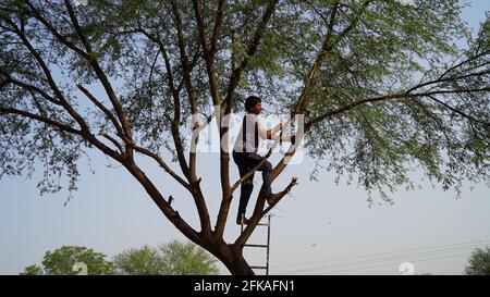 Homme indien adulte sur l'arbre Acacia et en coupant les branches. Paysan fermier sur l'arbre pour couper les branches d'arbre pour l'alimentation des animaux. Alimentation des animaux Banque D'Images