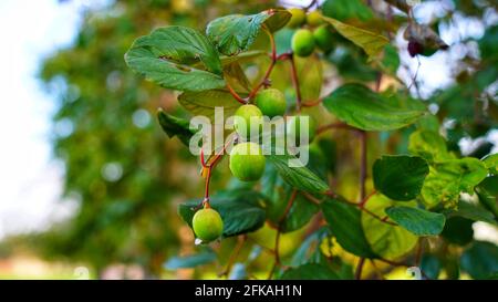 Jujube et Ber ou Berry indiens poussant sur la plante avec des feuilles vertes sur l'arbre. Ziziphiphus mauritiana sur un arbre avec de petites feuilles. Banque D'Images