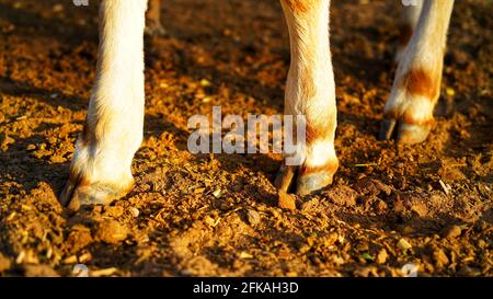 Les sabots de vache ont une vue rapprochée sur le sol au soleil. Essentiellement les ongles d'orteil d'une vache gros plan avec torche. Banque D'Images