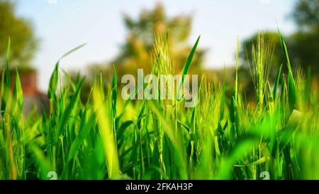 Plantes riches en protéines de blé ou de Triticum dans le paysage agricole. Préparation de plantes tropicales pendant le cycle de récolte. Banque D'Images