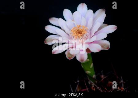 fleur de cactus ymnocalycium sur fond noir avec espace de copie pour le texte Banque D'Images