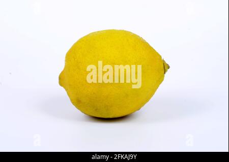 Le citron, Citrus limon, est une espèce de petit arbre à feuilles persistantes de la famille des plantes à fleurs Rutaceae, originaire de l'Asie du Sud, principalement du Nord-est de l'Inde. Banque D'Images