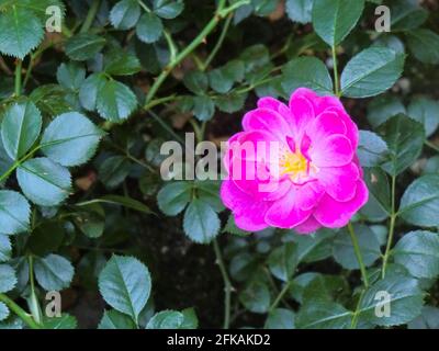 Gros plan d'une flore rose Rosa Multiflora Banque D'Images