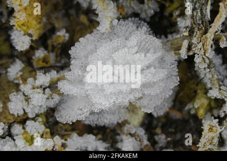 Vue de dessus de petits cristaux de glace blancs fleurs et feuilles formant sur le sol. Les fleurs gelées sont également appelées fleurs de glace Banque D'Images