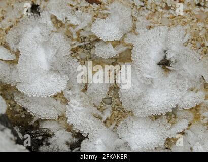 Vue de dessus de petits cristaux de glace blancs fleurs et feuilles formant sur le sol. Les fleurs gelées sont également appelées fleurs de glace Banque D'Images