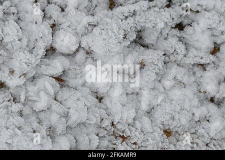 Vue de dessus de petits cristaux de glace blancs fleurs et feuilles formant sur le sol. Les fleurs gelées sont également appelées fleurs de glace Banque D'Images