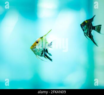 Paire de petits poissons d'Angelfish nageant librement dans un réservoir de poisson en verre. Banque D'Images