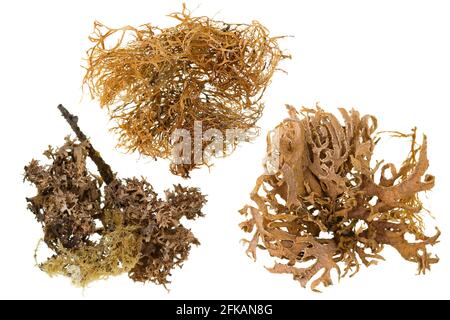 Ensemble de lichen séché de couleur brune isolé sur fond blanc Banque D'Images