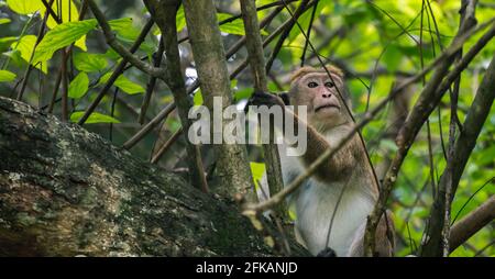 Zone sèche toque macaque singe reposant dans la brousse. Banque D'Images