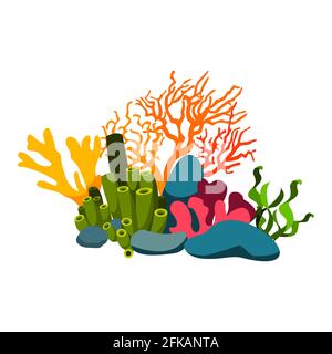 image des coraux et des algues. vecteur isolé sur fond blanc. Illustration de Vecteur