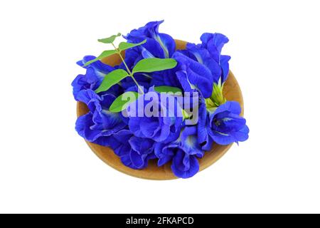 Photo en gros plan de Clitoria ternatea (Pea papillon, Pea bleu), isolée sur blanc Banque D'Images