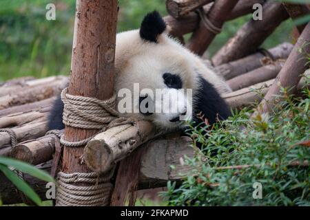 Panda géante (Ailuropoda melanoleuca) à la base de recherche de Chengdu sur la reproduction de Panda géante près de la ville de Chengdu, dans la province du Sichuan, en Chine. Banque D'Images