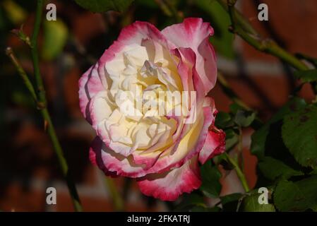 Un gros plan d'une rose ensoleillée avec des pétales roses et blancs, tiré d'un ange avec les feuilles vert foncé du Bush visibles en arrière-plan Banque D'Images